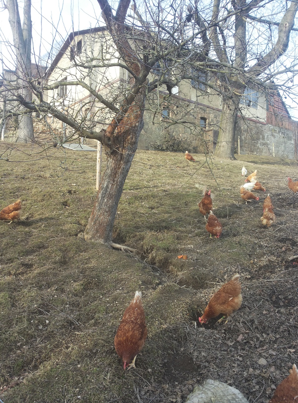 Glückliche Hühner im Januar 2018 unter dem Apfelbaum